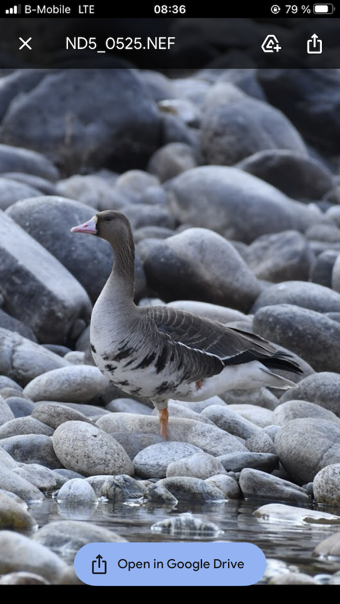 Greater White-fronted Goose - ML306868061