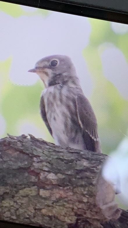 Dark-sided Flycatcher - ML306870381