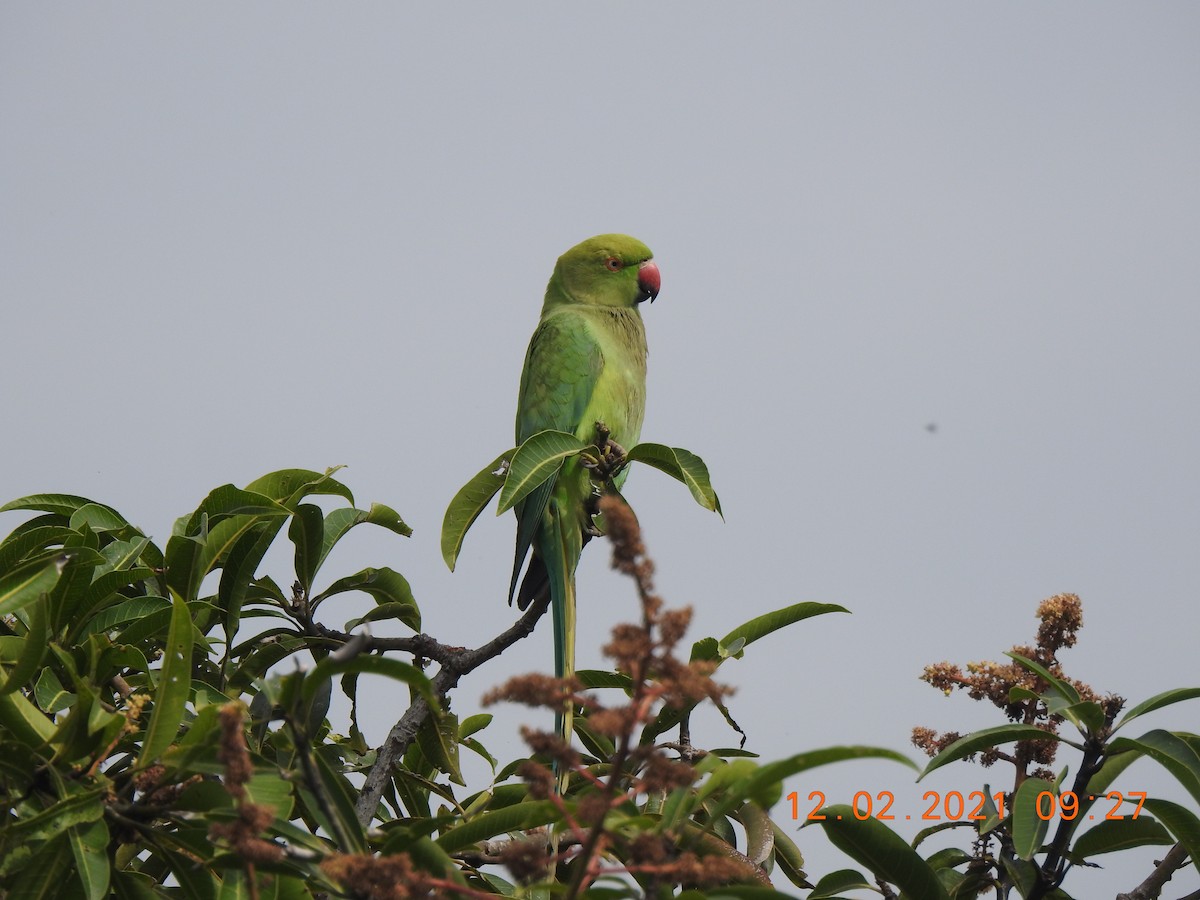 Rose-ringed Parakeet - Adharsh Bharathi