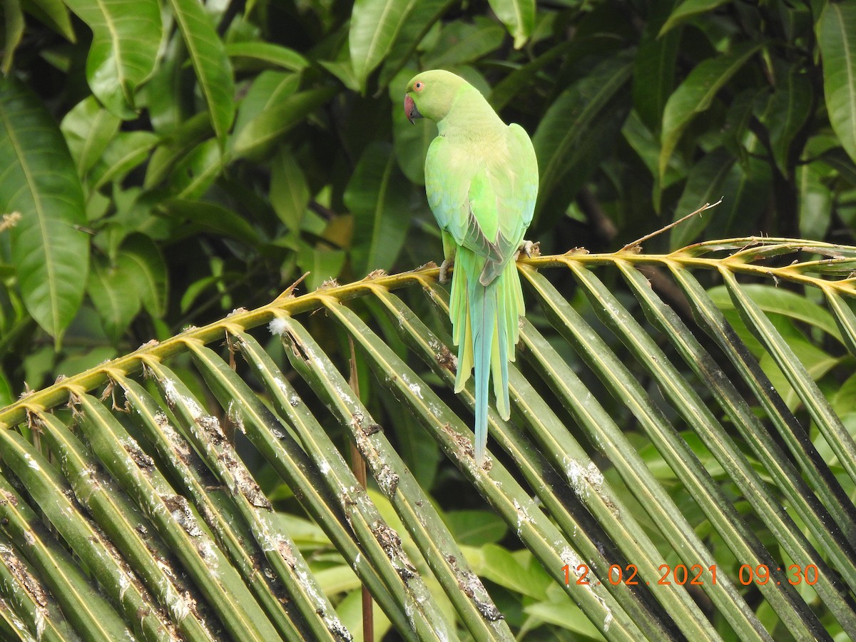 Rose-ringed Parakeet - Adharsh Bharathi