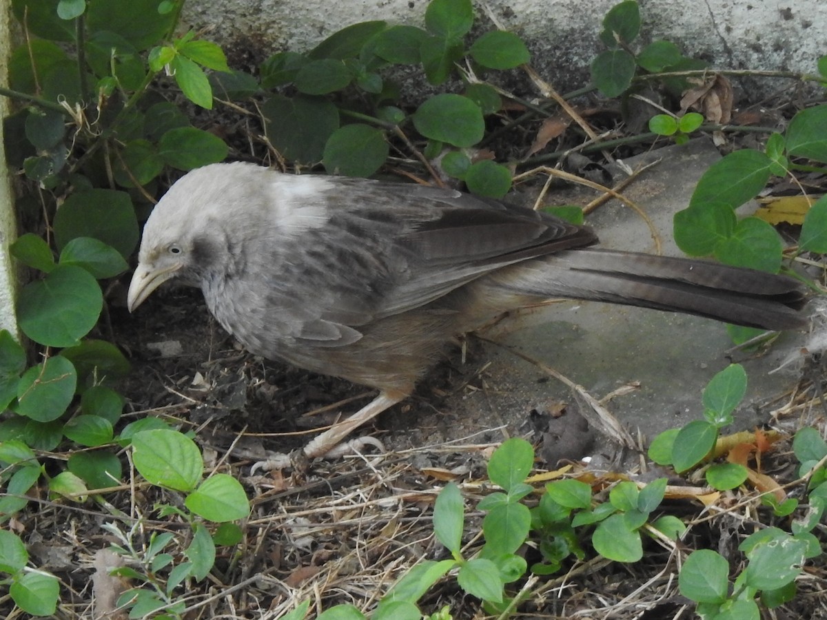 Yellow-billed Babbler - Adharsh Bharathi