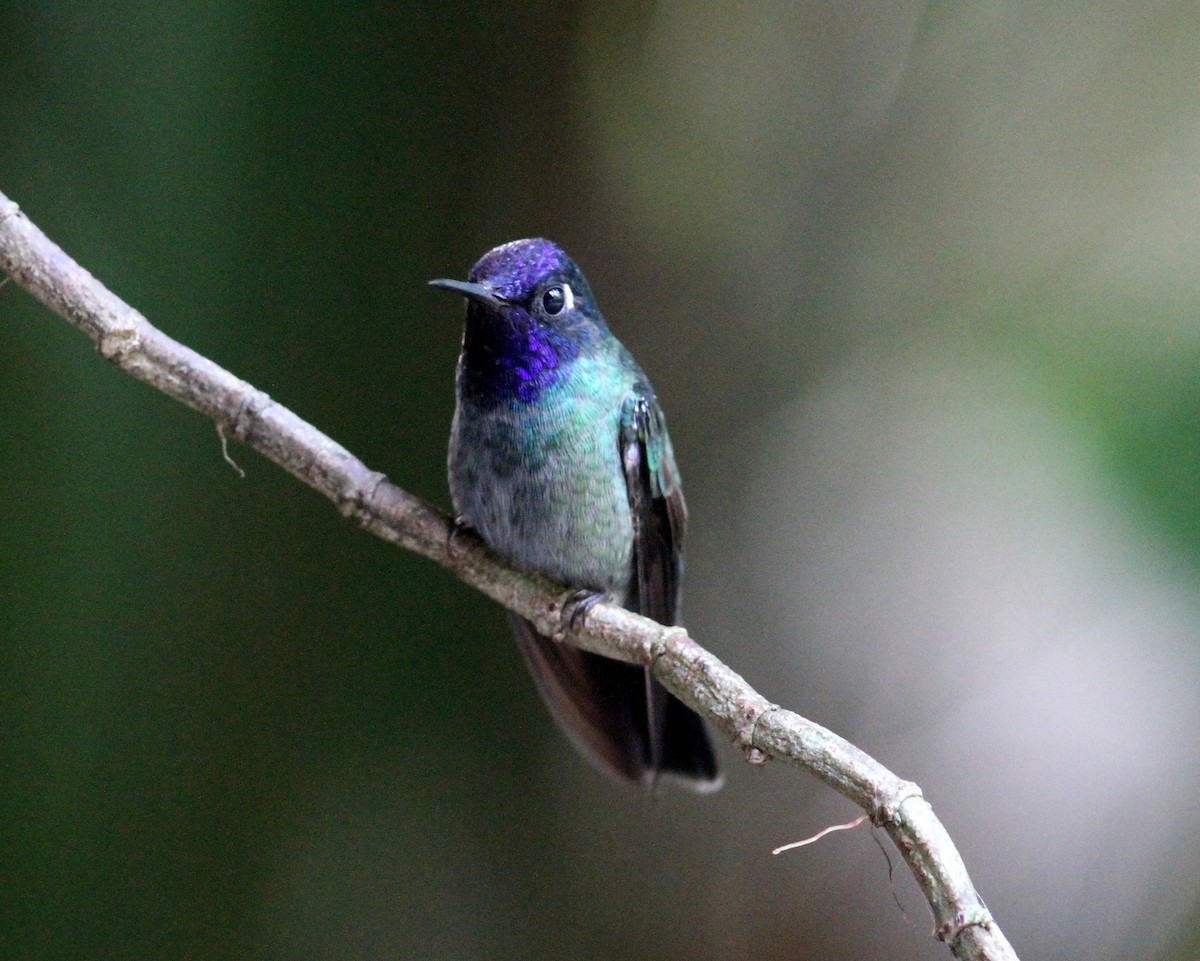 Violet-headed Hummingbird - Chris Rasmussen