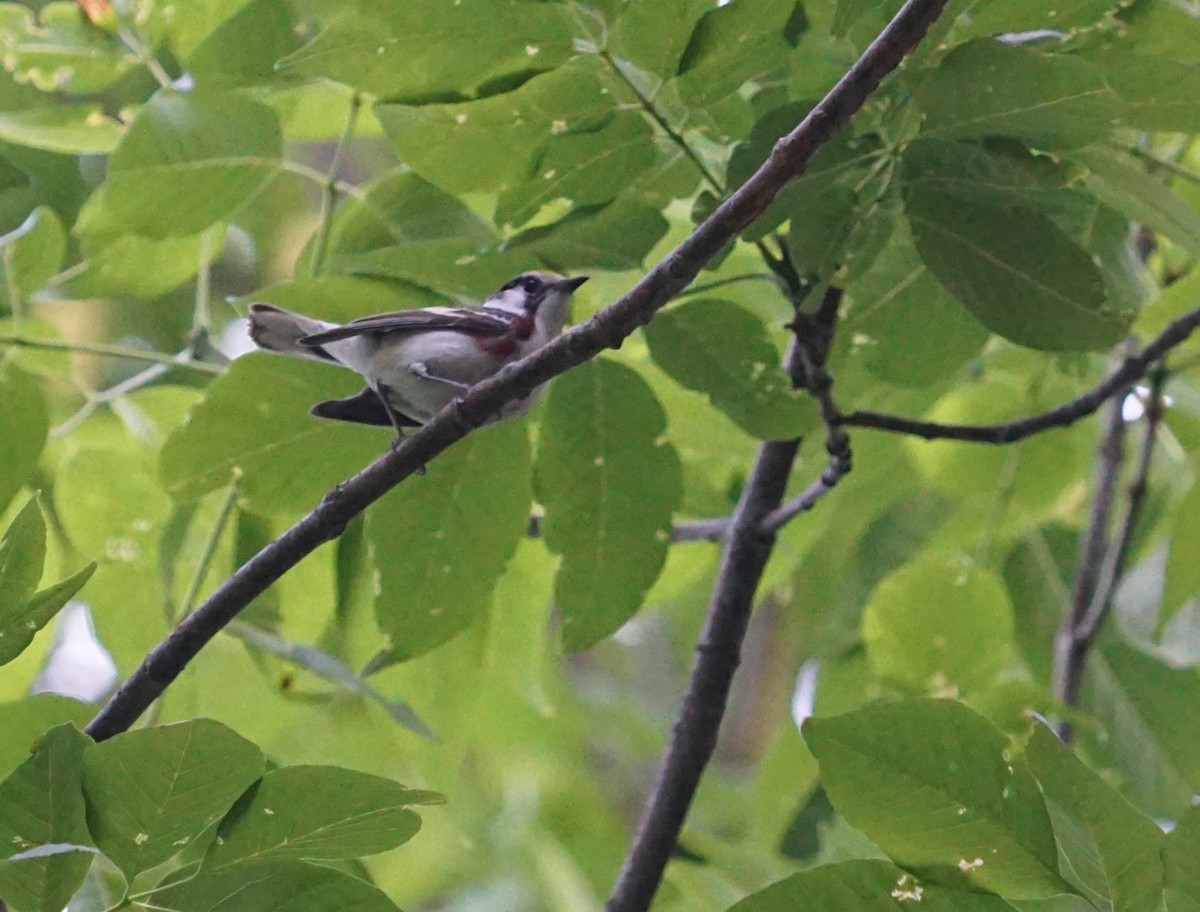 Chestnut-sided Warbler - Kay Rasmussen