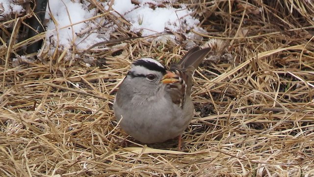 White-crowned Sparrow (Gambel's) - ML306875261