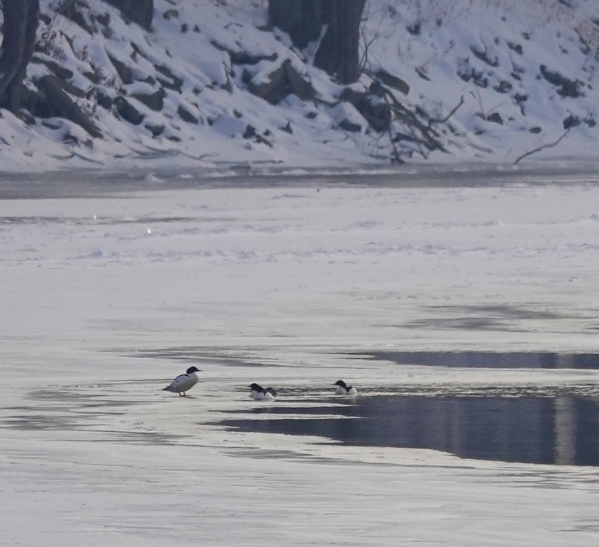 Common Merganser - ML306876121