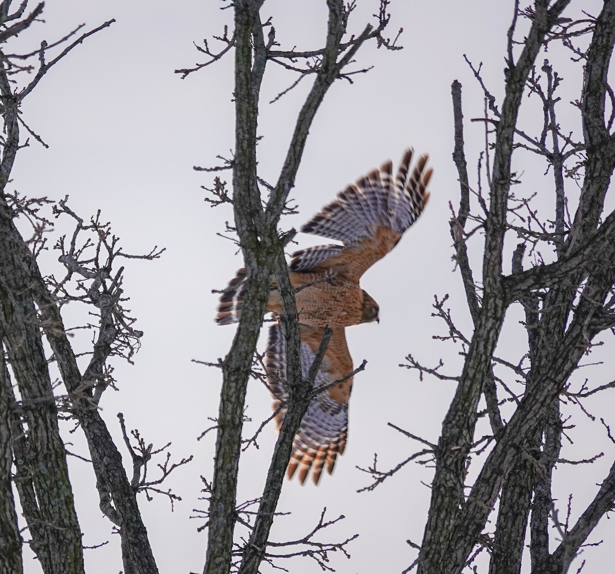 Red-shouldered Hawk - ML306876181