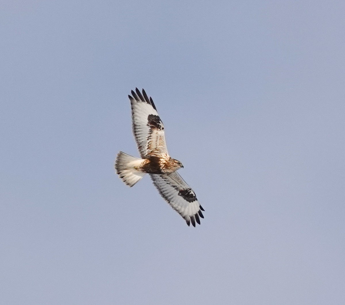 Rough-legged Hawk - ML306876221