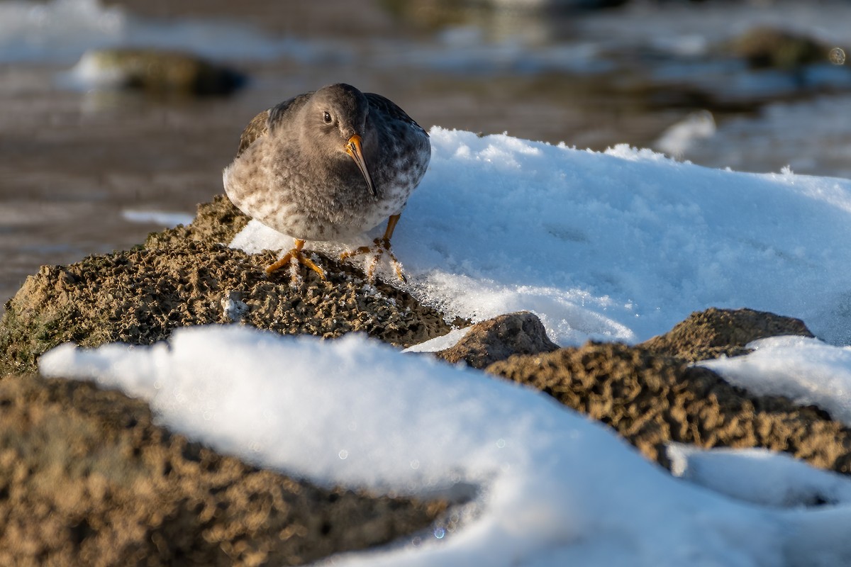 Purple Sandpiper - ML306876841