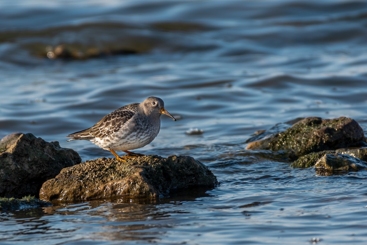 Purple Sandpiper - ML306876991