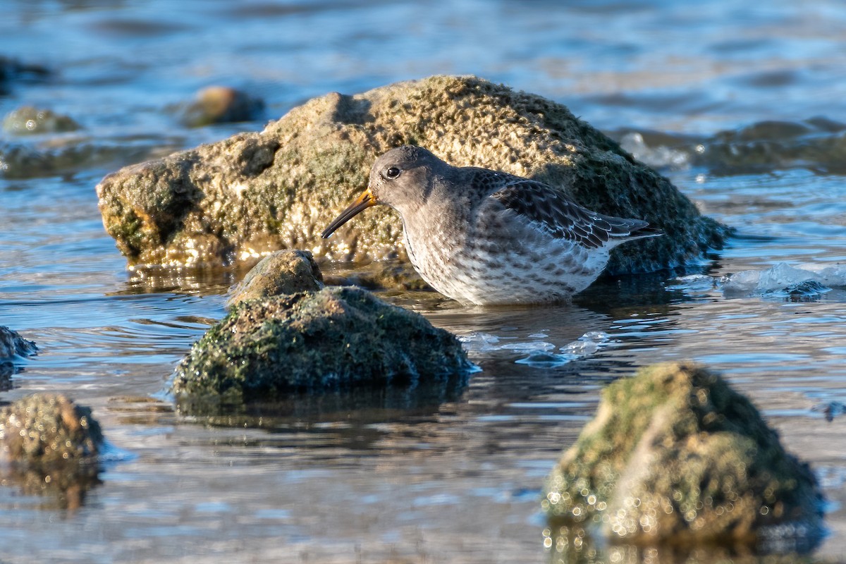 Purple Sandpiper - ML306877011