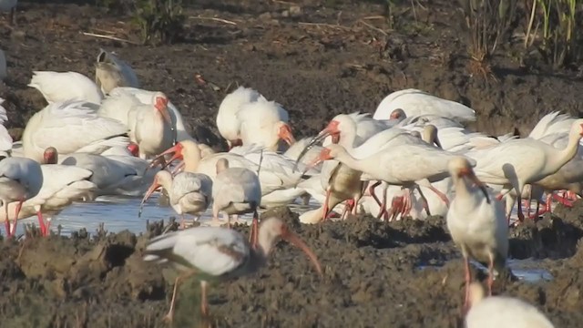 White Ibis - ML306882081