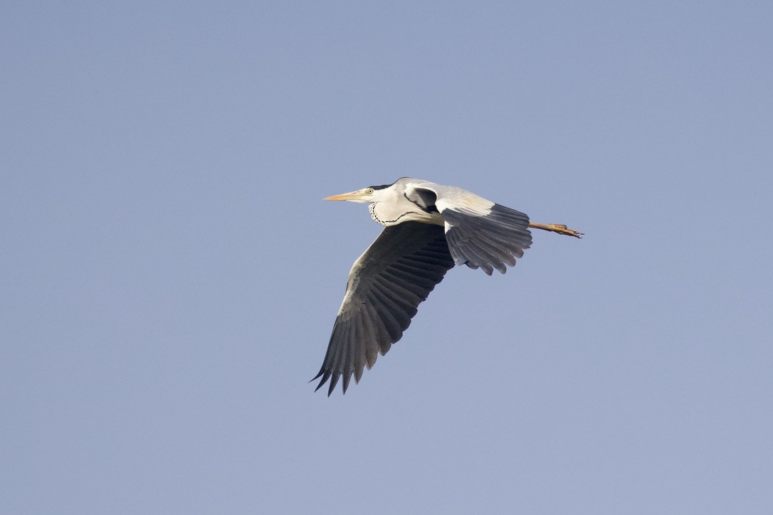 Gray Heron - David verdier