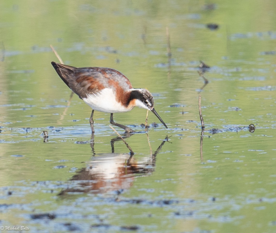 Wilson's Phalarope - ML30688301