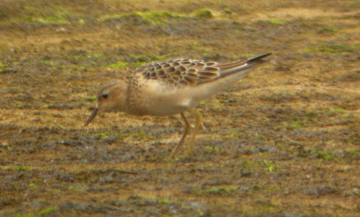 Buff-breasted Sandpiper - ML30688411