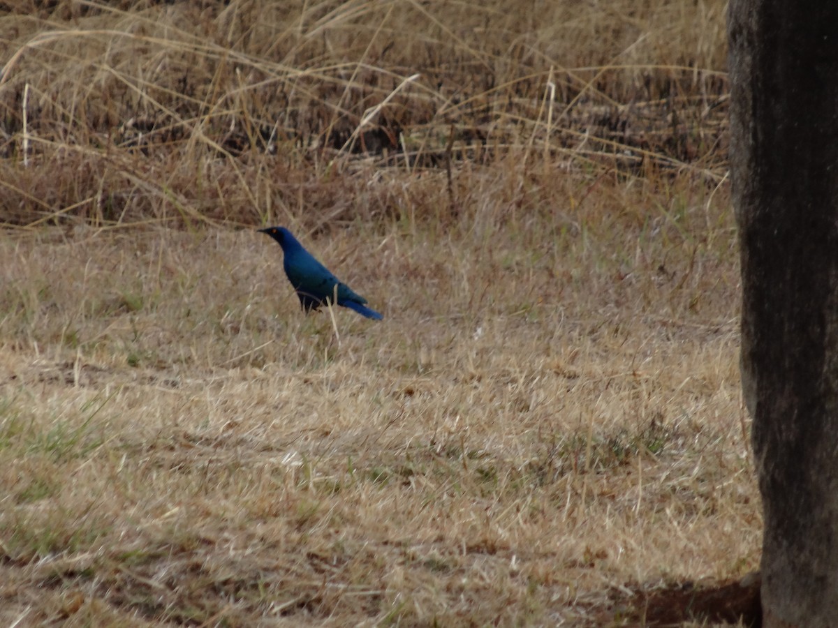 Greater Blue-eared Starling - ML306884631