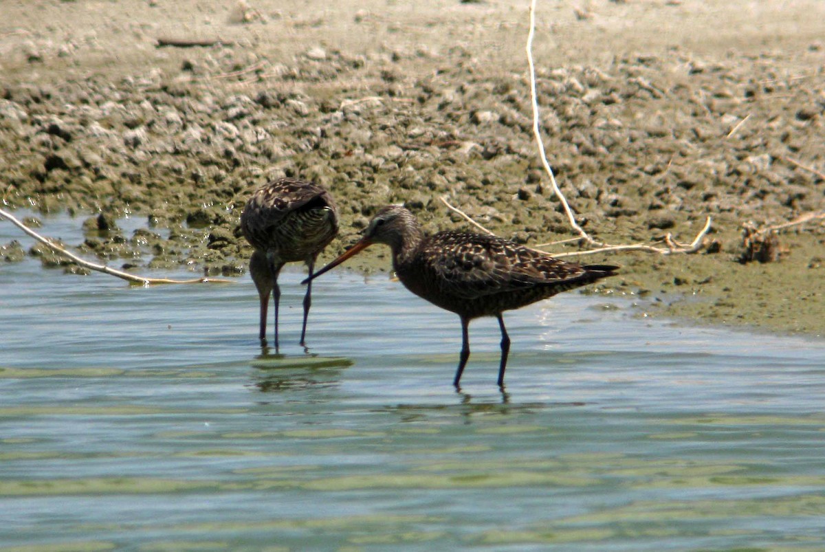 Hudsonian Godwit - ML30688641