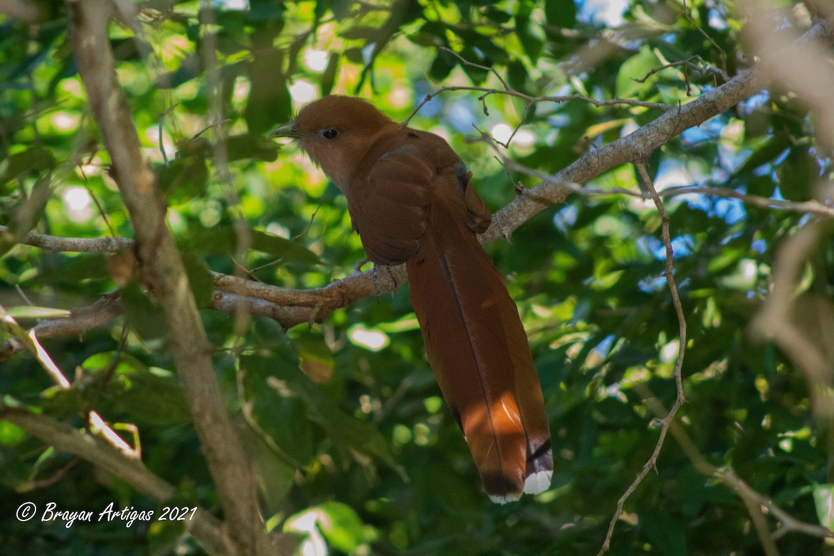 Squirrel Cuckoo - Brayan Artigas