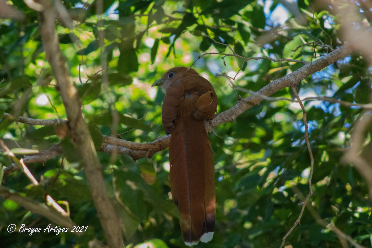 Squirrel Cuckoo - Brayan Artigas