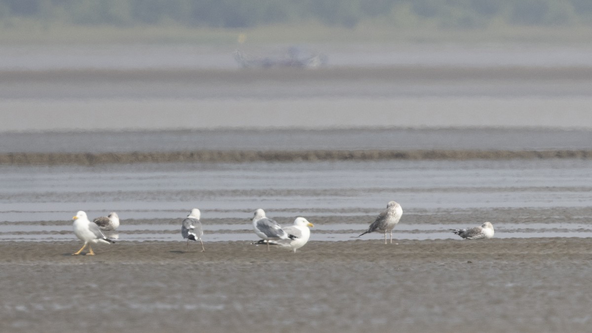 Gaviota Argéntea (Mongolia) - ML306886691