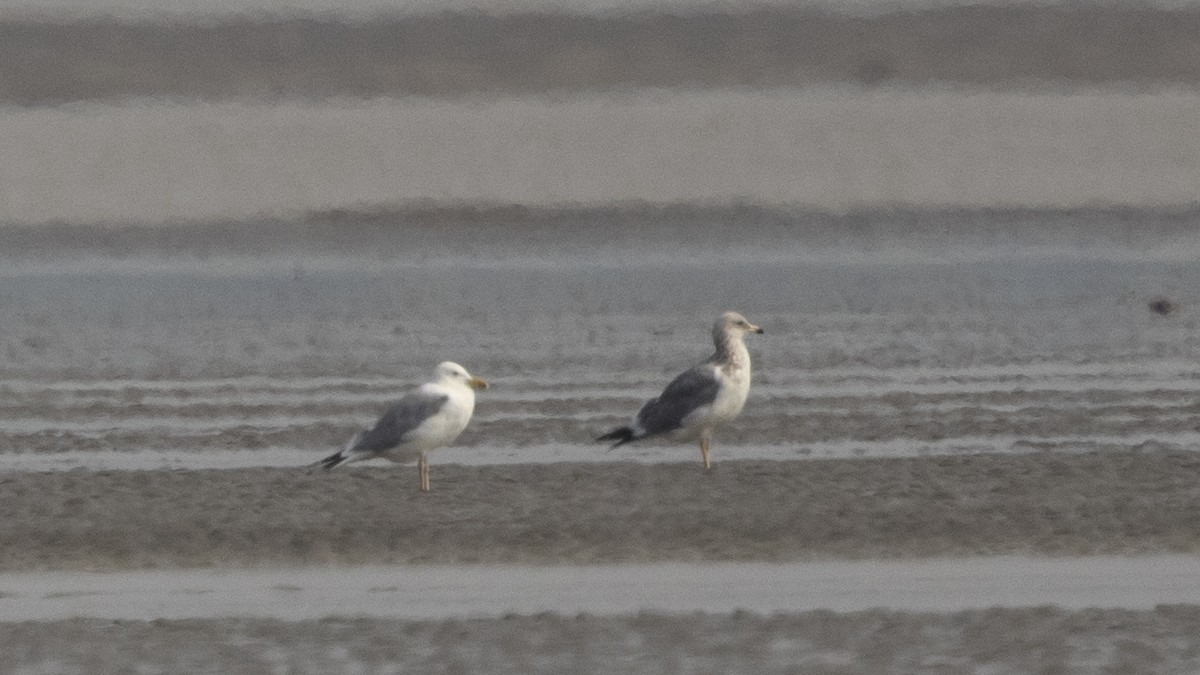 Gaviota Argéntea (Mongolia) - ML306886991