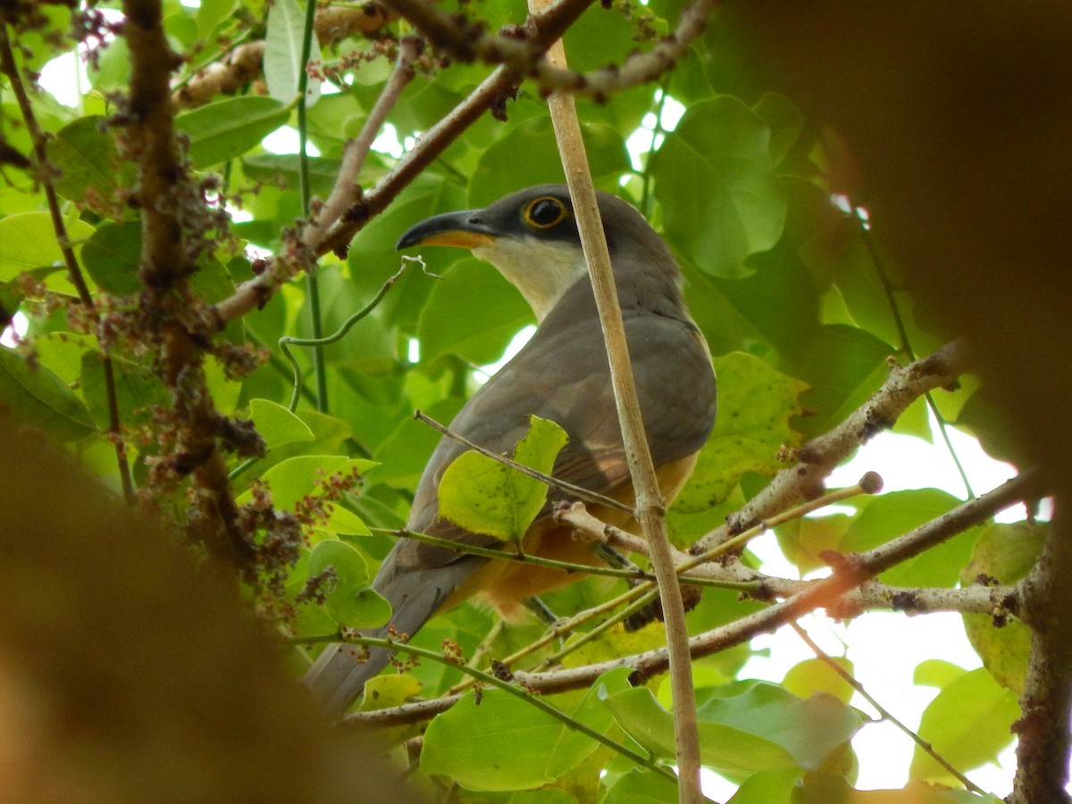 Mangrove Cuckoo - ML306887541