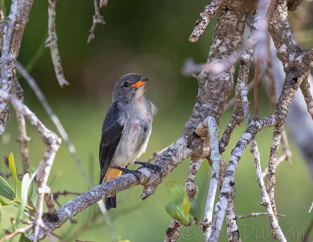 Mistletoebird - ML306887871