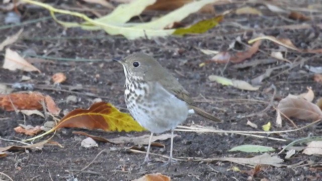 Hermit Thrush - ML306888731