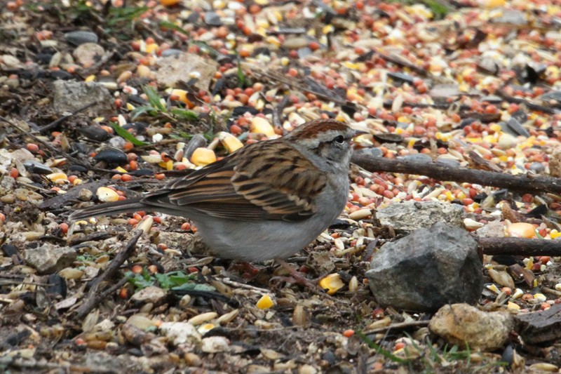 Chipping Sparrow - ML306889921