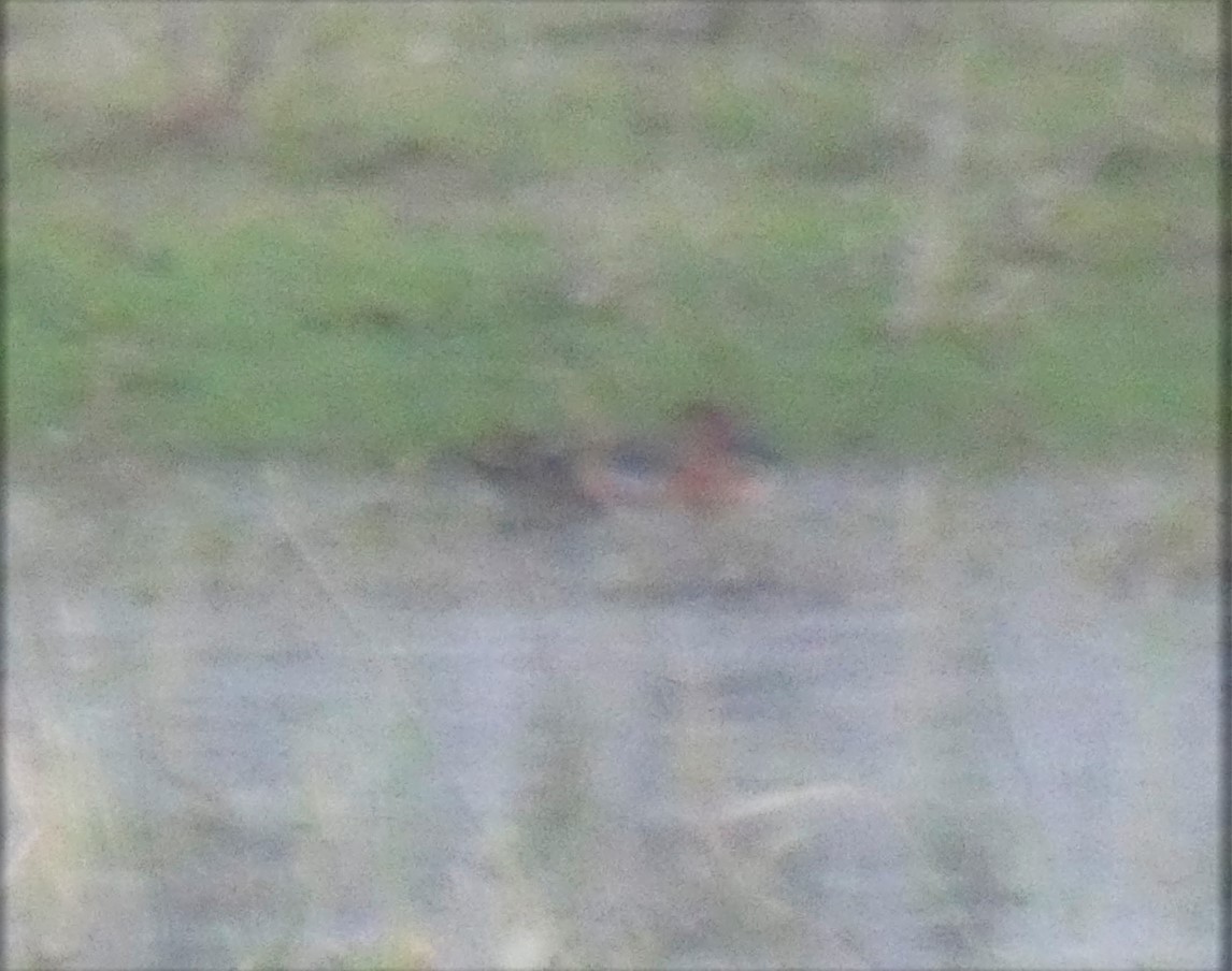 Cinnamon Teal - Valeri Ponzo