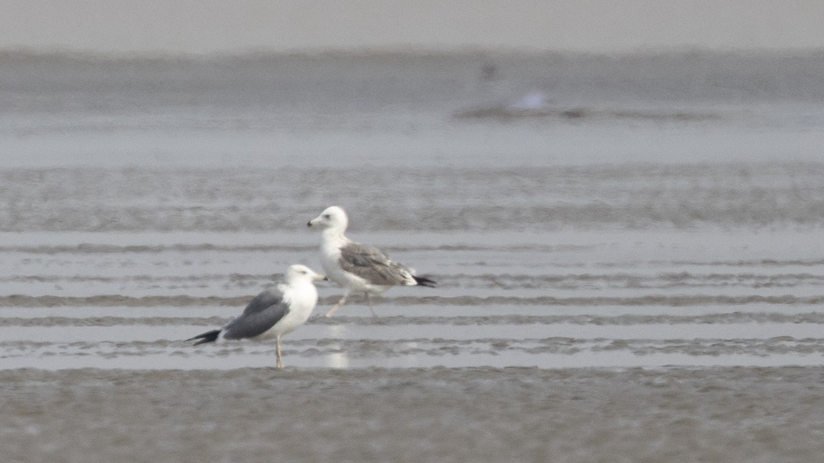 Gaviota Sombría (heuglini) - ML306890731