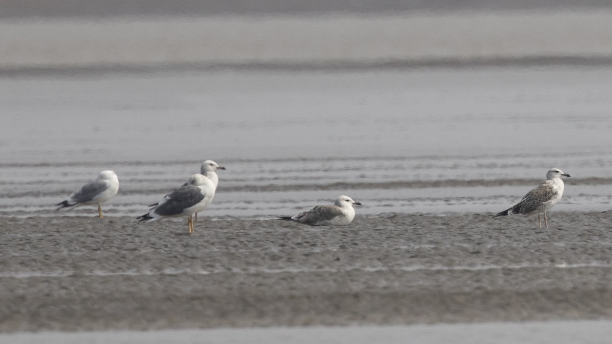 Gaviota Sombría (heuglini) - ML306890961