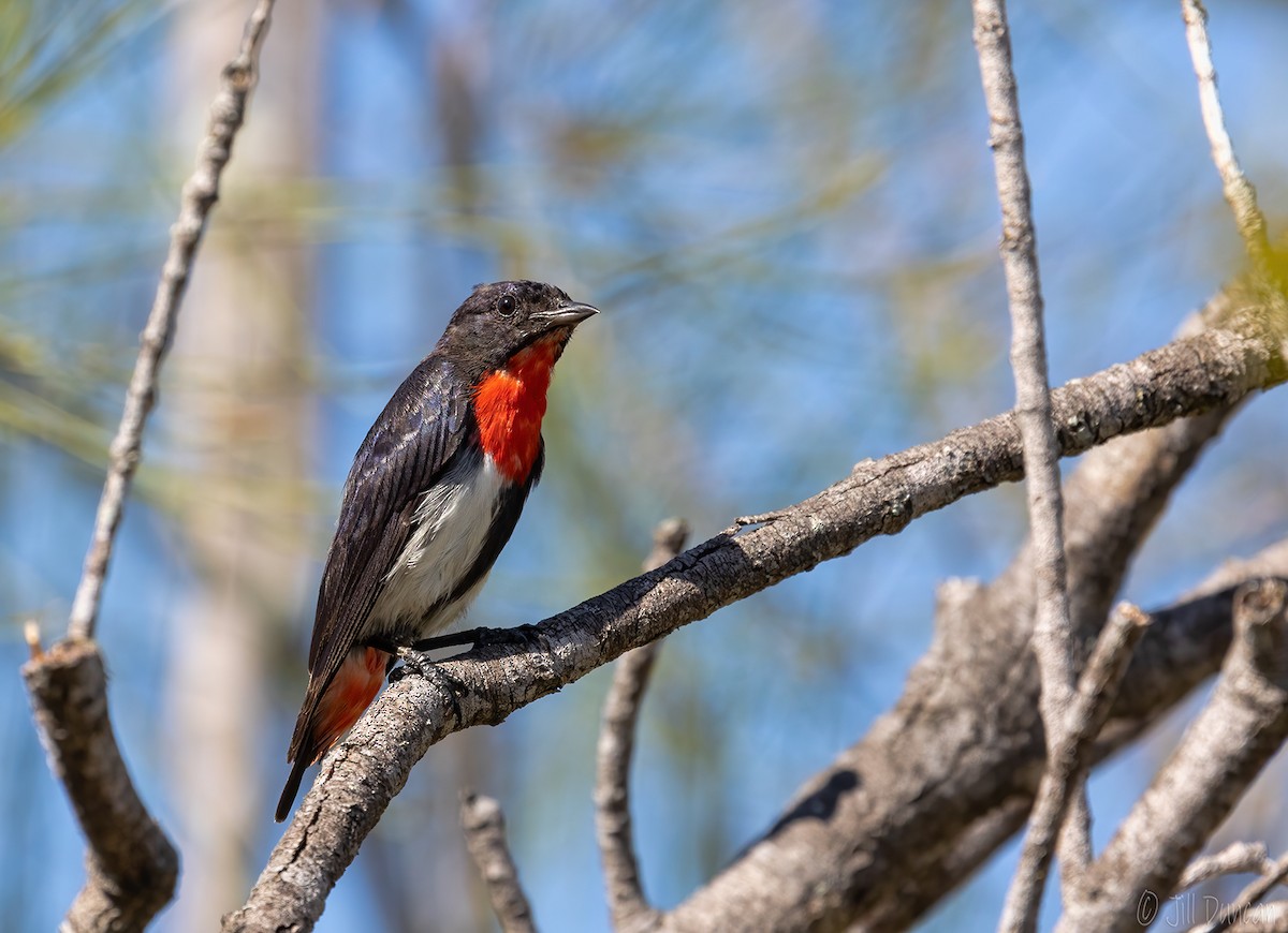 Mistletoebird - ML306891801