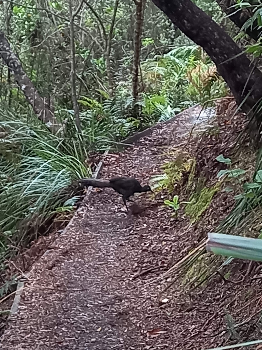 Superb Lyrebird - ML306892421