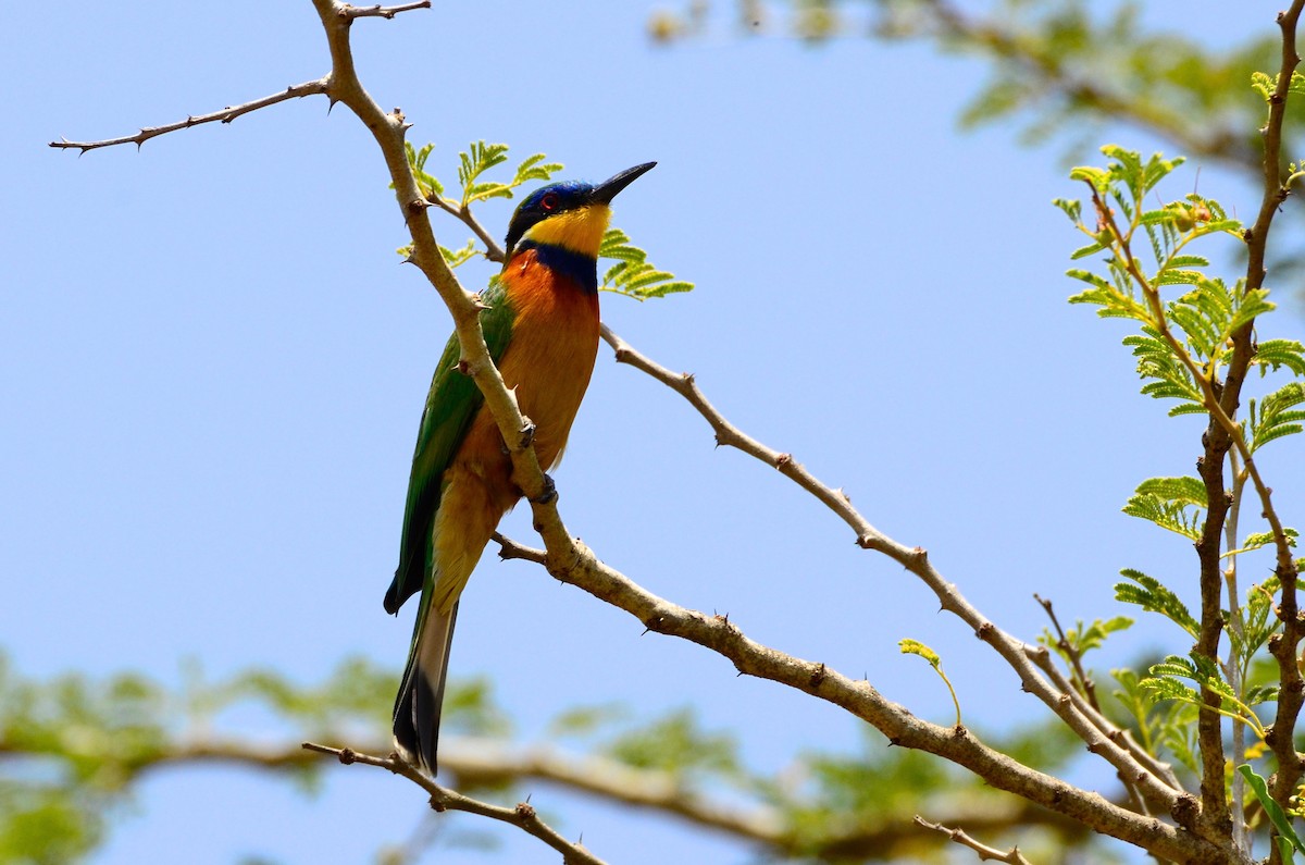 Ethiopian Bee-eater - ML306892651