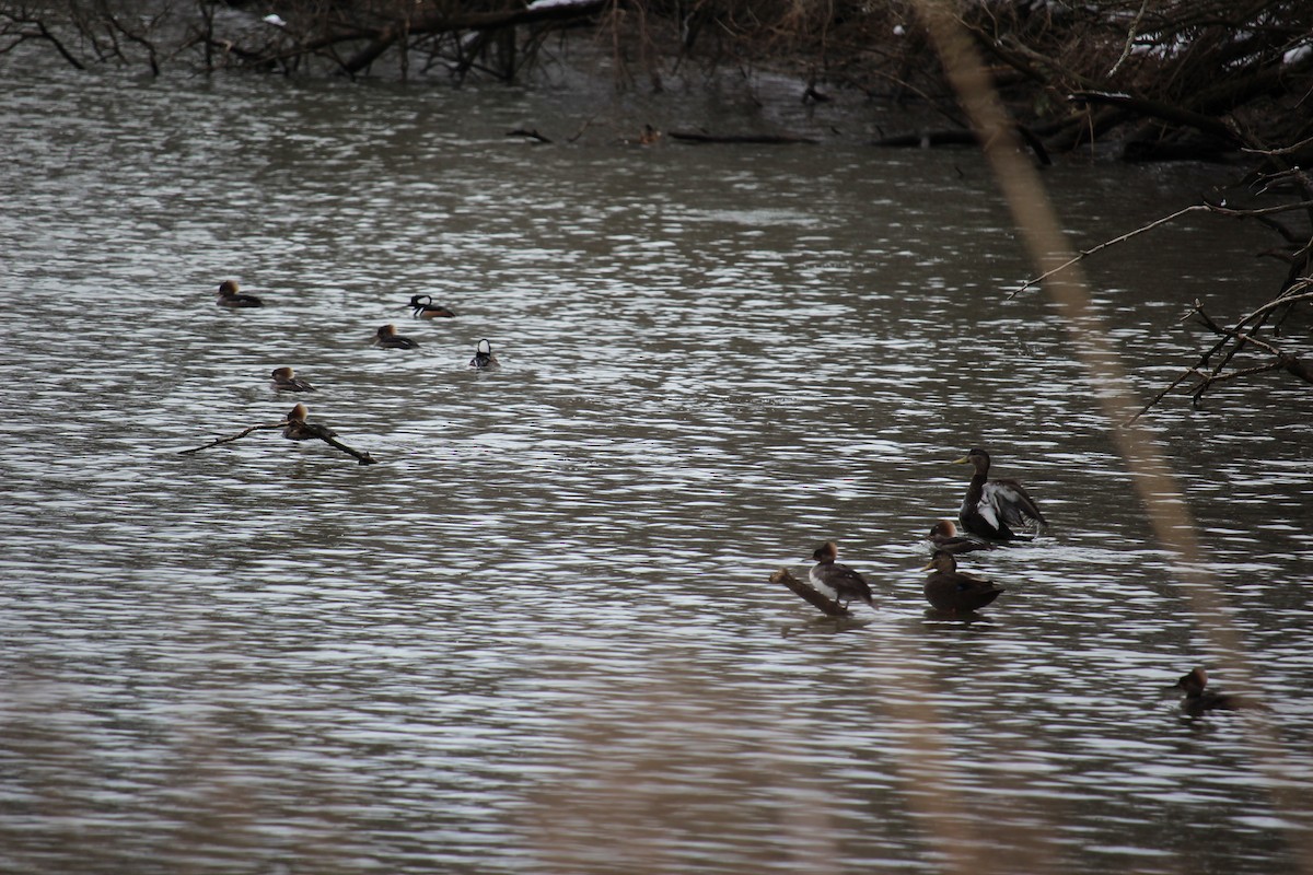 American Black Duck - ML306893201