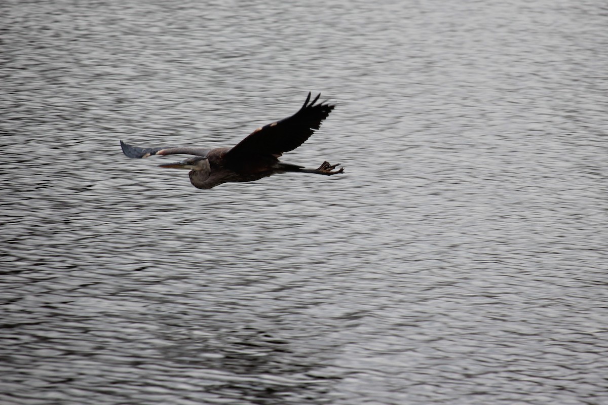 Great Blue Heron - ML306893341