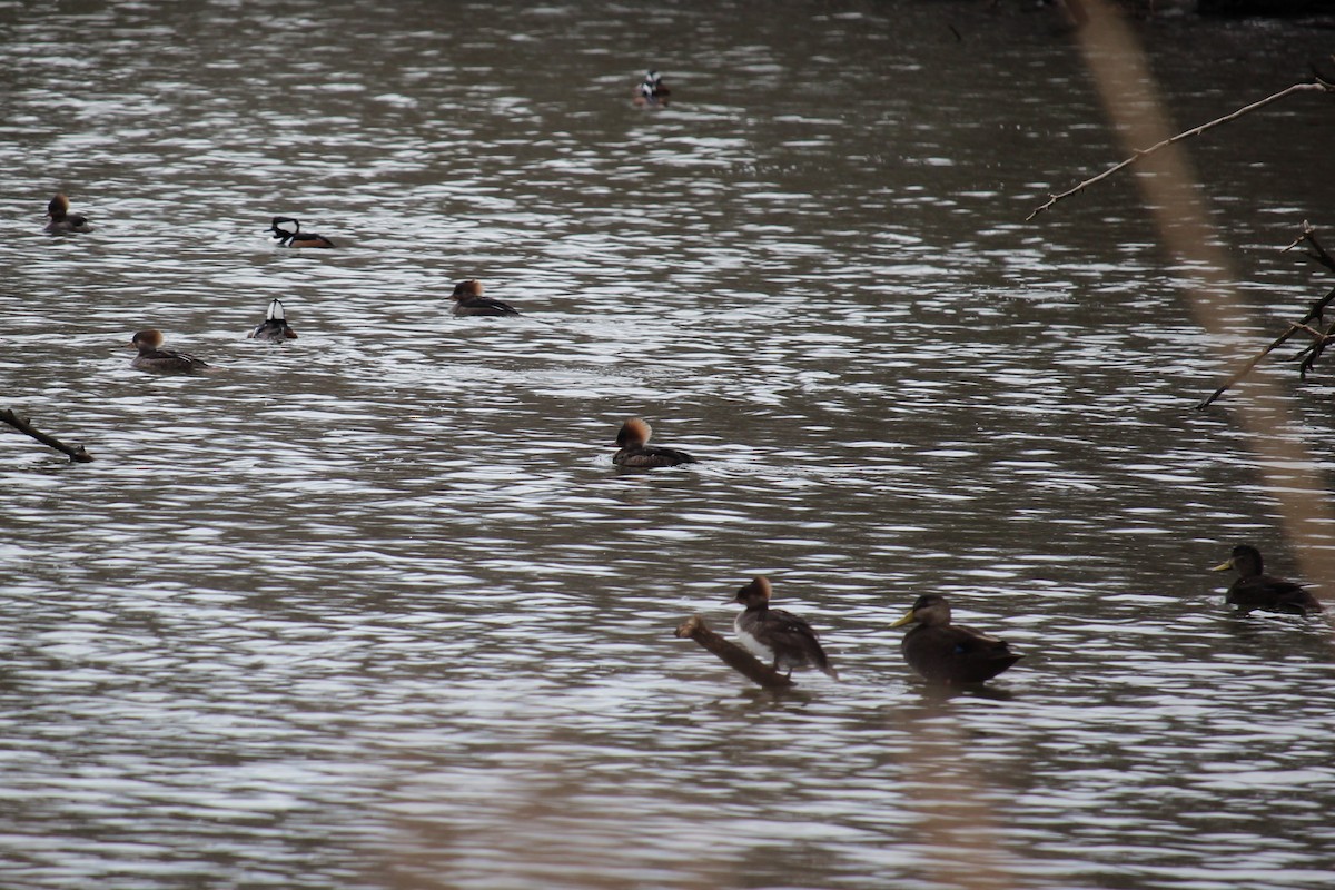 Hooded Merganser - ML306893351