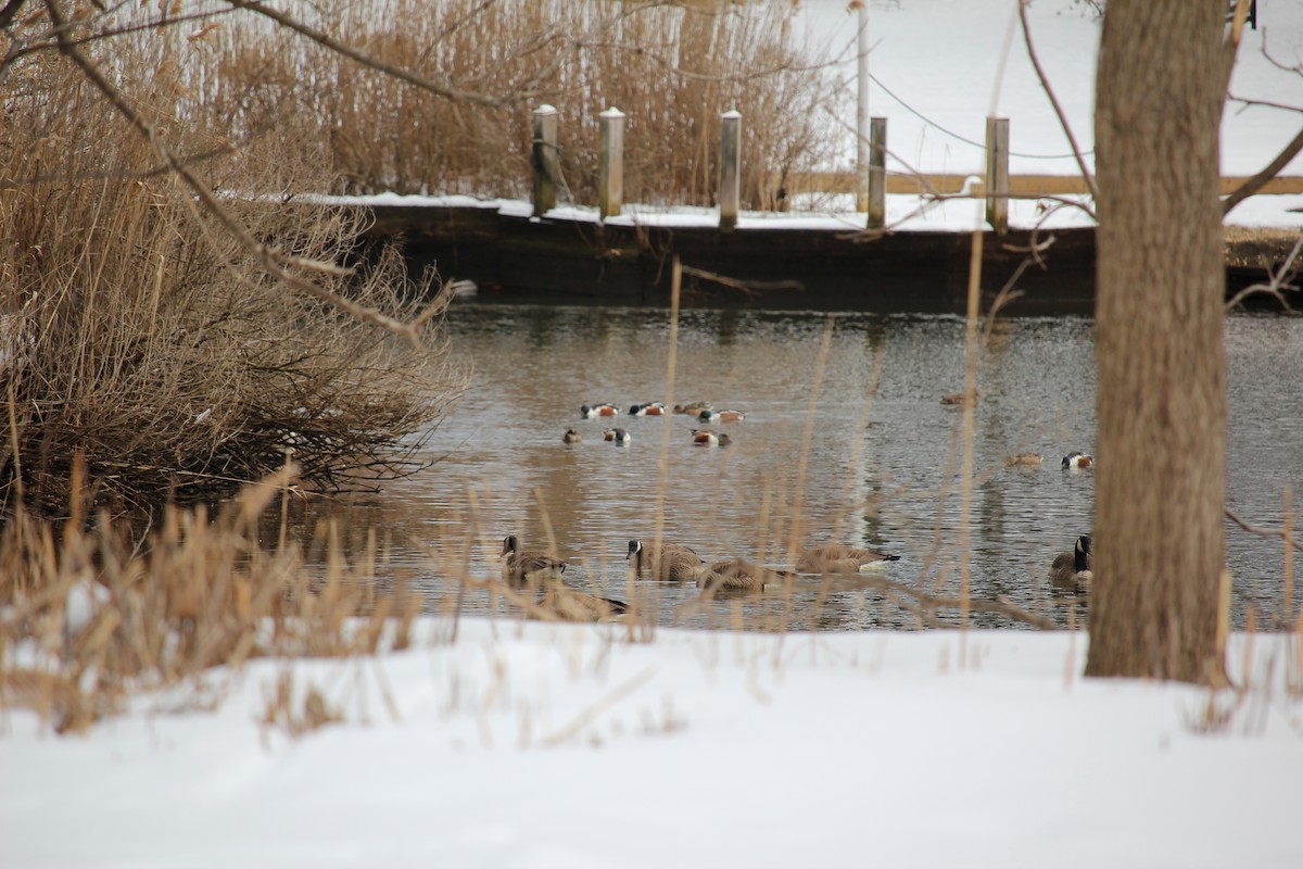 Northern Shoveler - ML306893411