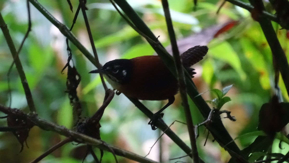 Bay Wren - Diego Ramírez