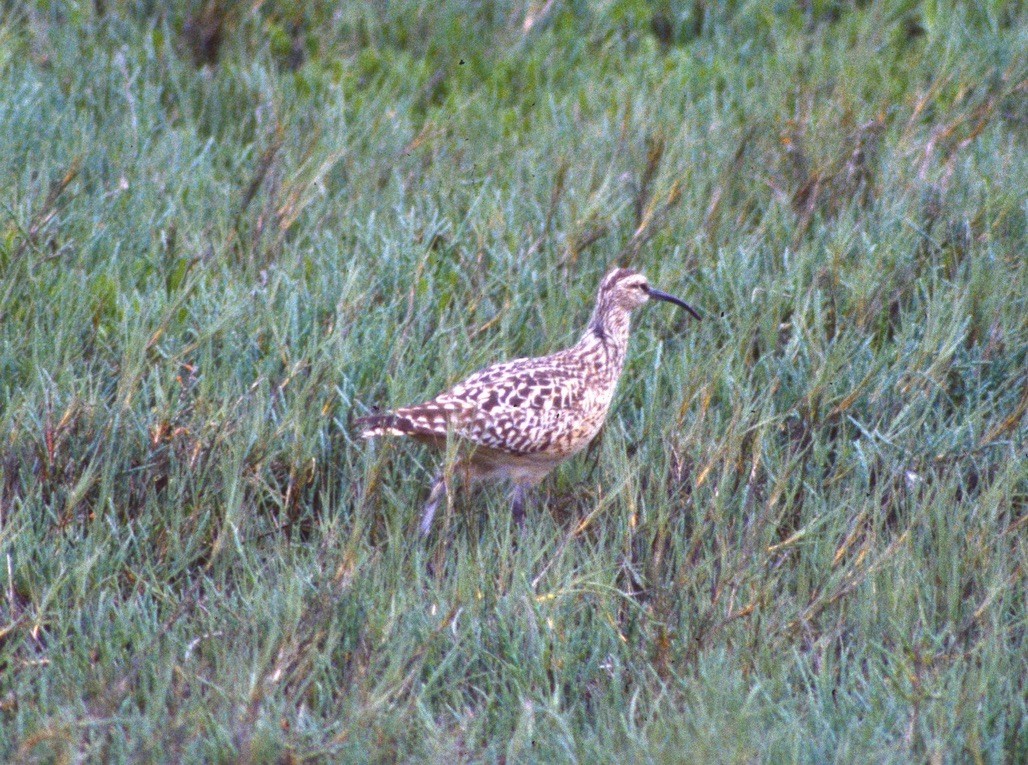 Bristle-thighed Curlew - ML306895551