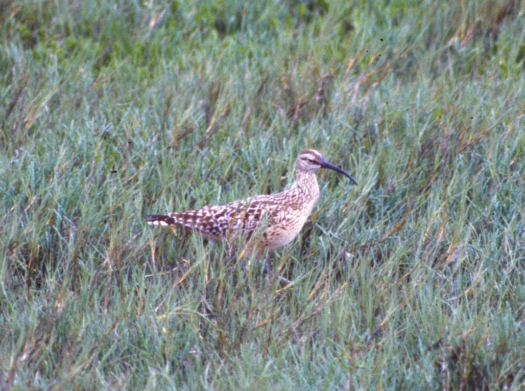 Bristle-thighed Curlew - ML306895561