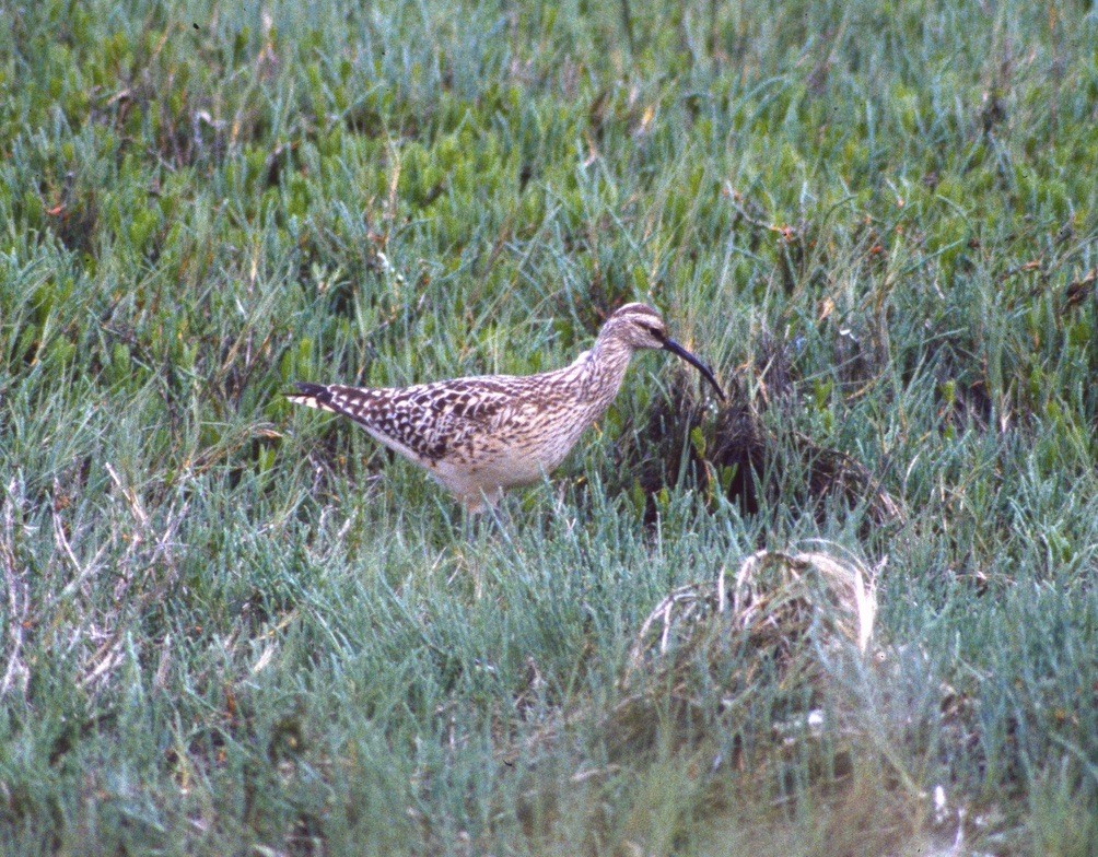 Bristle-thighed Curlew - ML306895571