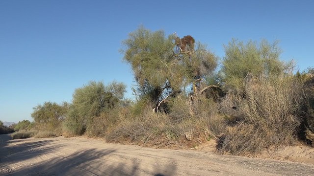 Long-eared Owl (American) - ML306896391