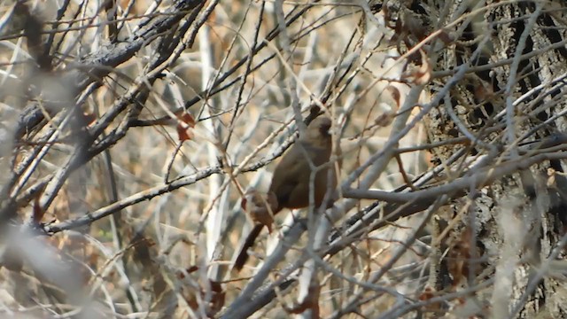 Abert's Towhee - ML306898001