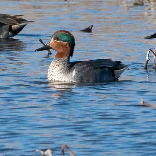 Green-winged Teal - ML306898301