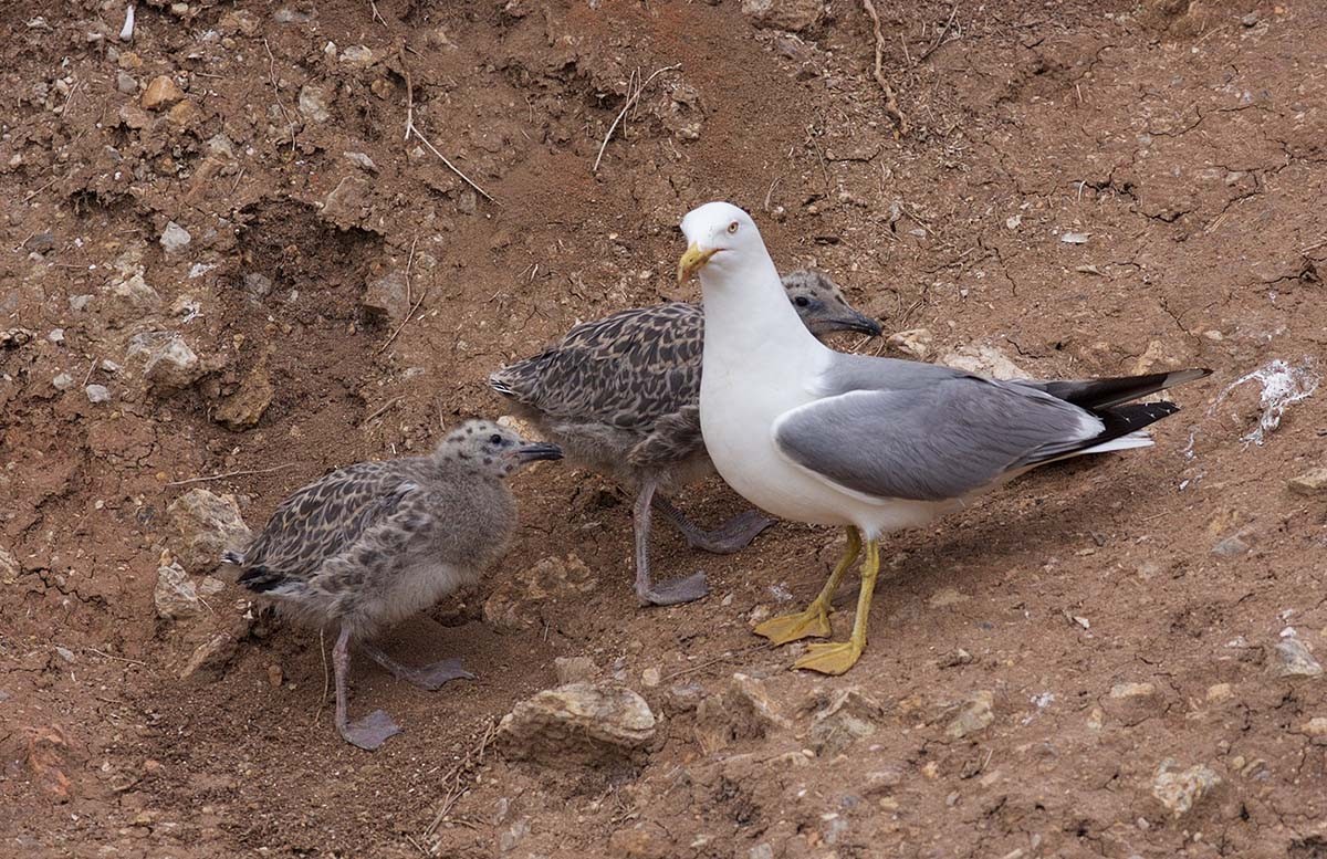 Gaviota Patiamarilla - ML30689961