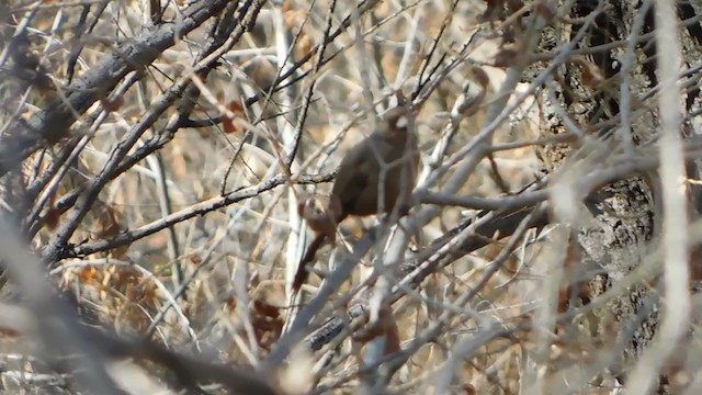 Abert's Towhee - ML306900731