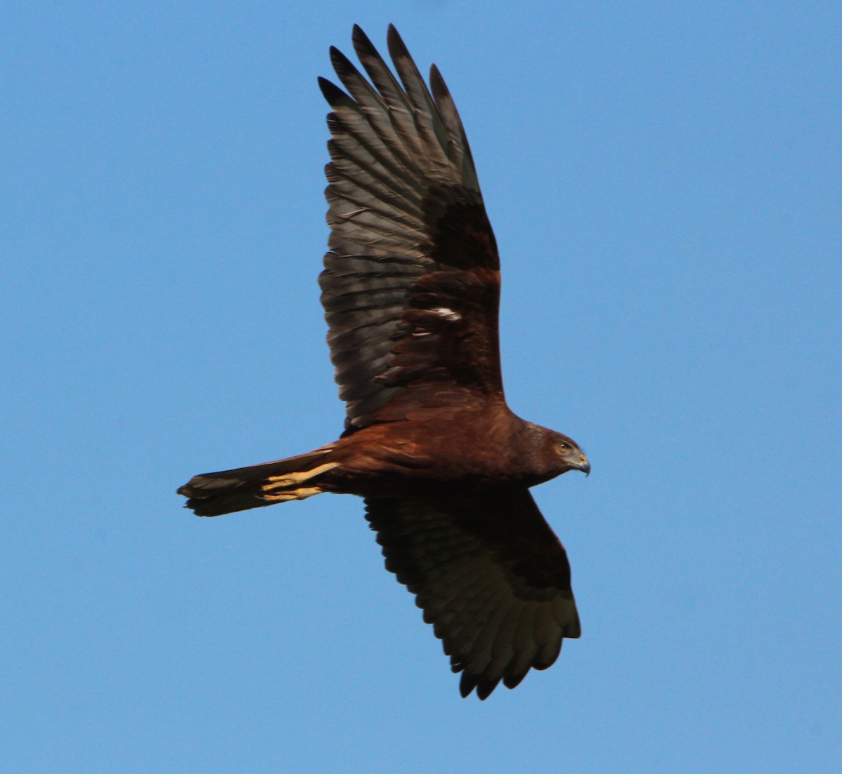 Swamp Harrier - Sandra Gallienne