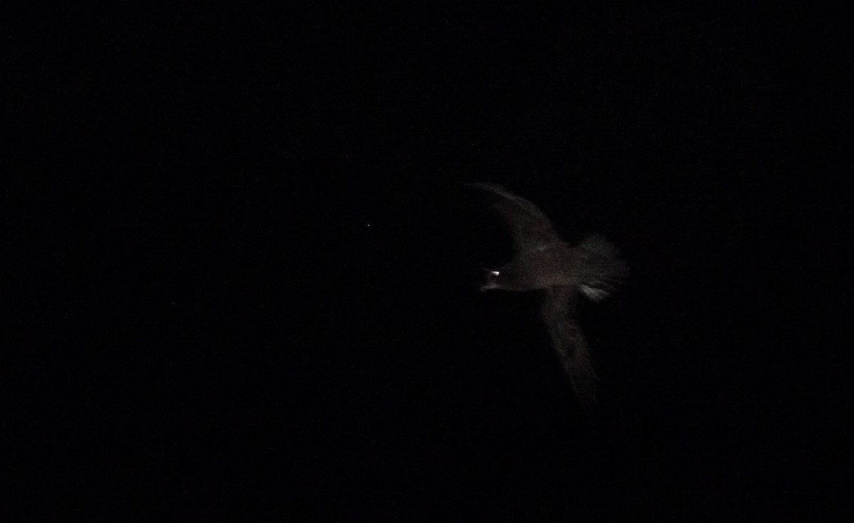 Gray-faced Petrel - ML30690201