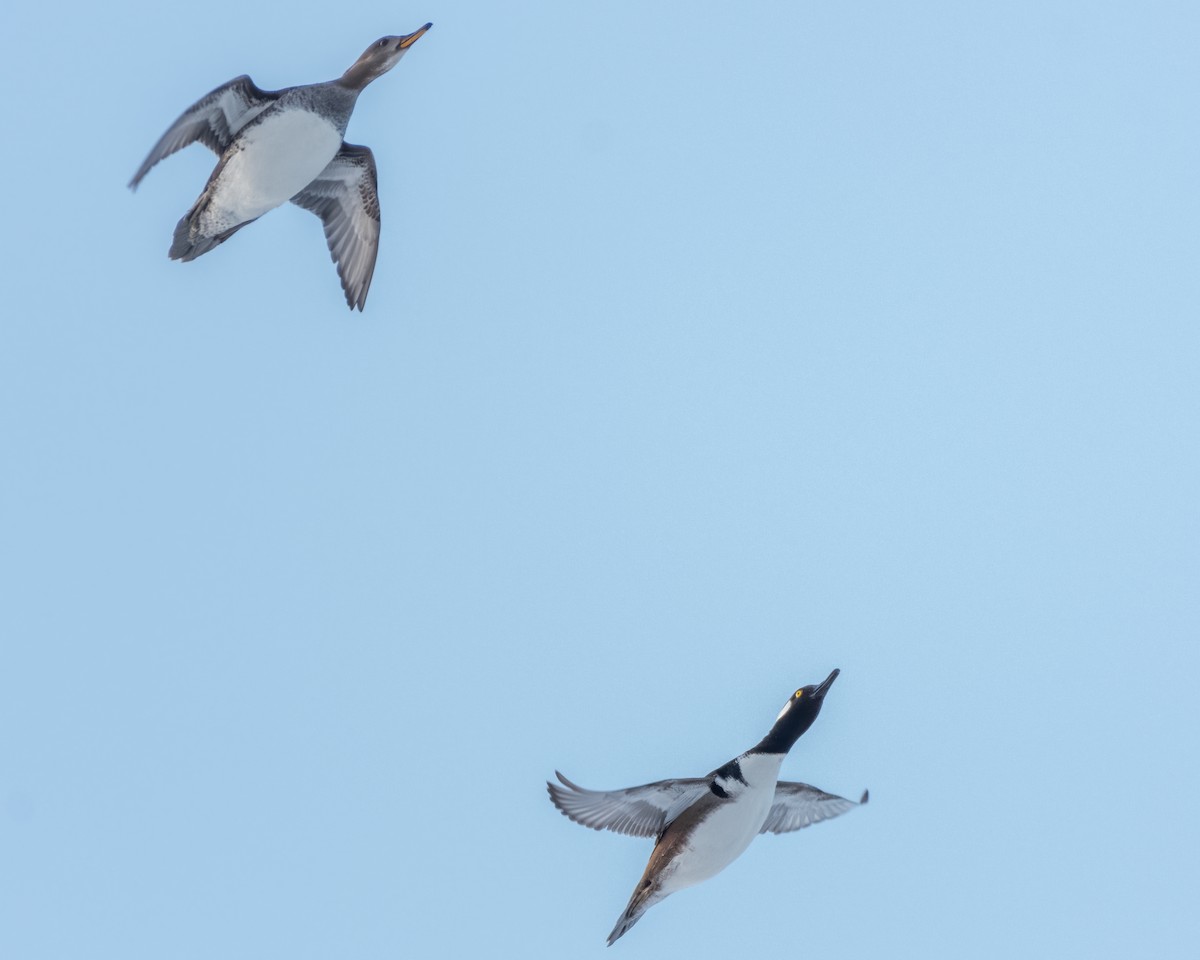 Hooded Merganser - ML306903611